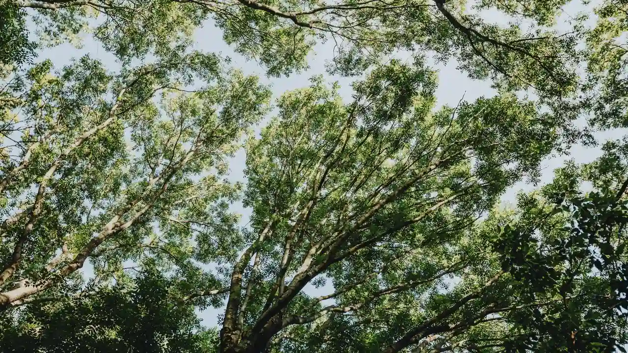 青青草下载安装步骤与使用注意事项说明