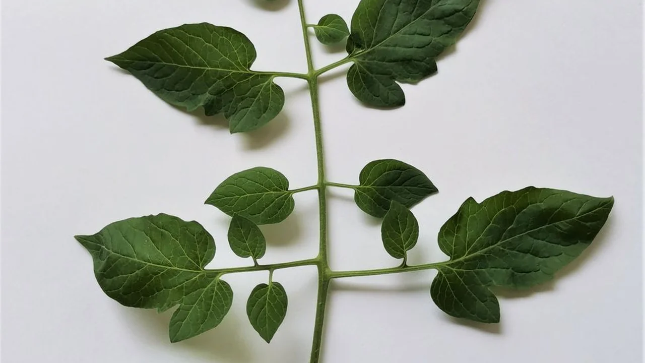 张婉莹视频暑假作业百度云高效存储与分享的最佳选择